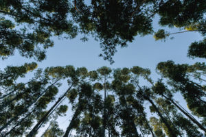 Companhia acompanha anualmente sua pegada de carbono