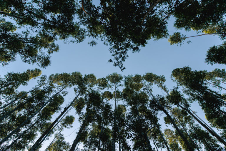 Companhia acompanha anualmente sua pegada de carbono